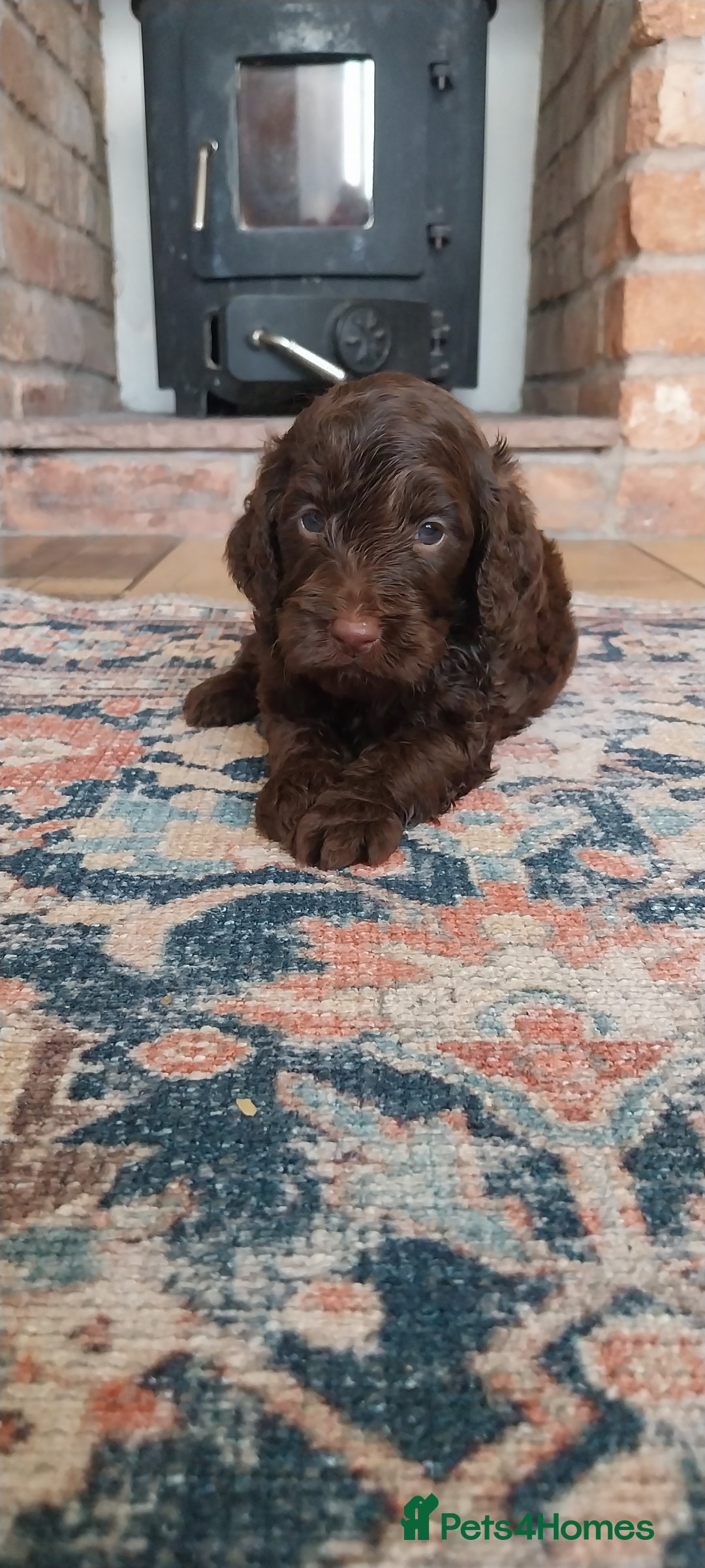 Miniature Poodle dogs for stud: DWKC  merle miniature poodle. Fully health tested  in Walsall - Advert 23