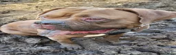 Dogue De Bordeaux dogs for sale: Dogue De Bordeaux looking for a new loving home  - Advert 4