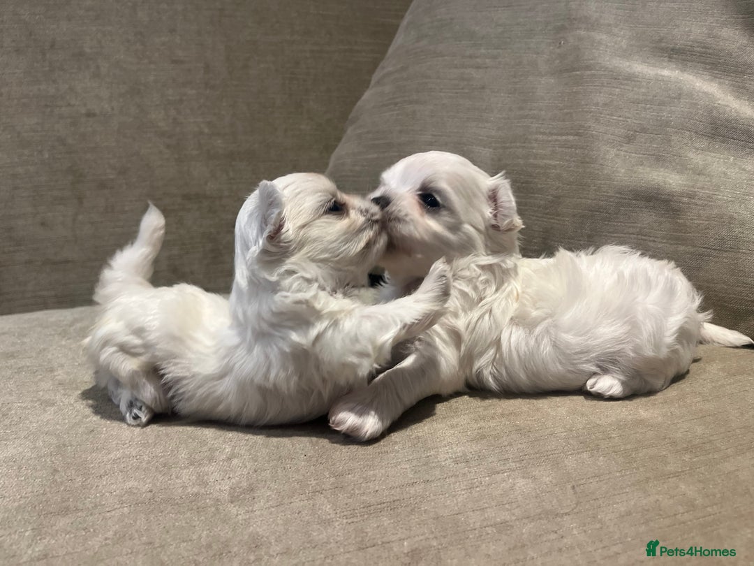 Maltese dogs for sale: Tiny Korean Maltese Boys - Advert 19