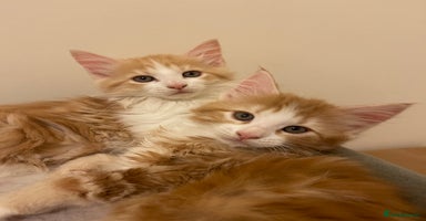 Mixed Breed cats Fluffy Half Maine Coon - Advert 3