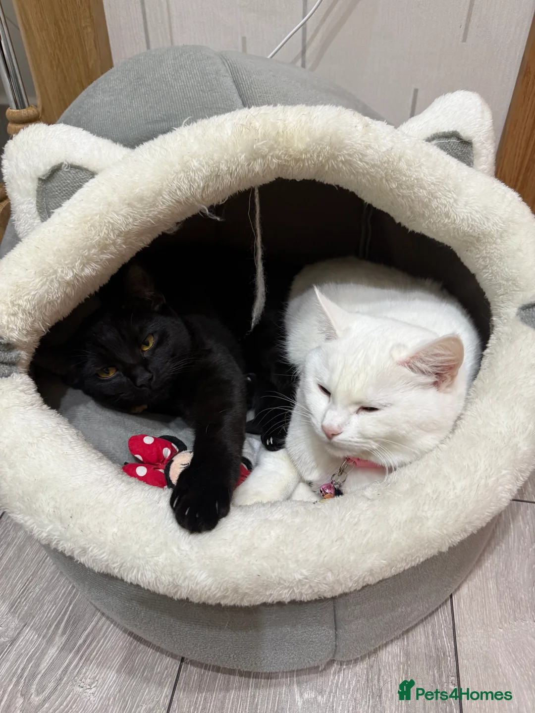 Turkish Angora cats for sale: Rosie 2 years old and Brownie 8 months old  - Advert 6