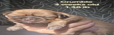 Shih Tzu Puppy 1 Crumble 