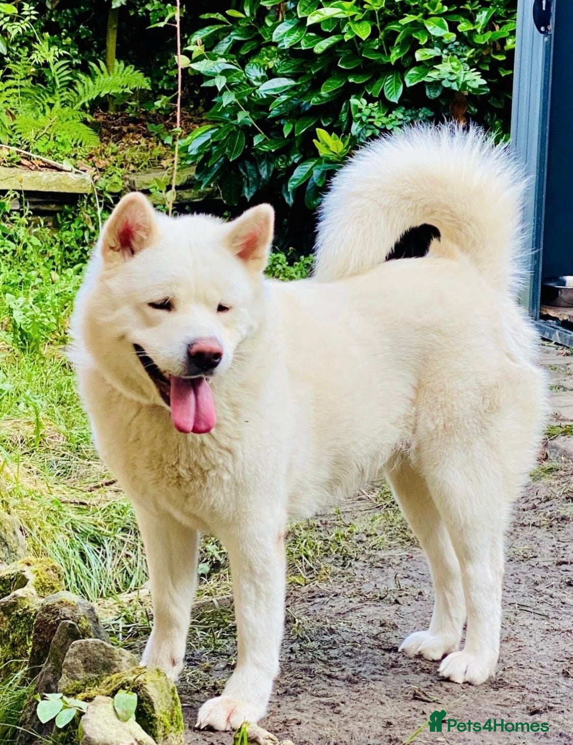 Akita dogs Beautiful Japanese Akita Puppies - Advert 2