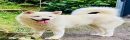 Akita dogs for sale: Beautiful Japanese Akita Puppies - Advert 2