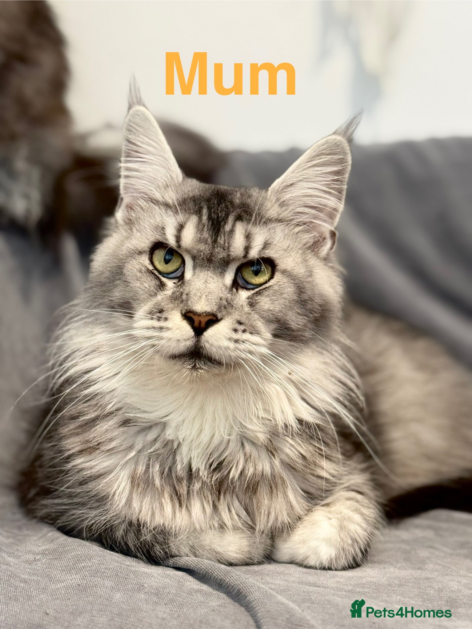 Maine Coon cats Champions - Bloodline Purebred Maine Coon Kittens - Advert 2