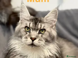 Maine Coon cats Champions - Bloodline Purebred Maine Coon Kittens - Advert 2