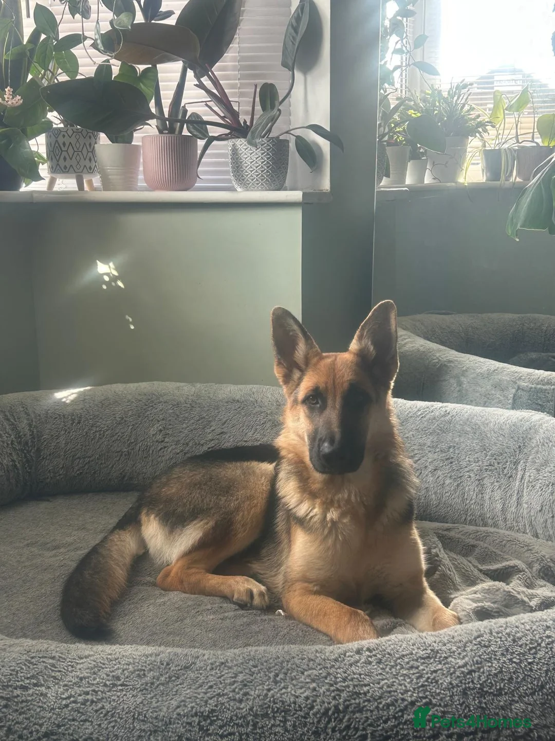 German Shepherd dogs for sale: German Shepherd puppies  in Wolverhampton - Advert 1