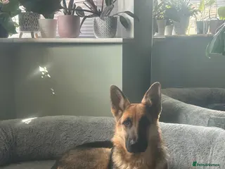 German Shepherd dogs German Shepherd puppies - Advert 6