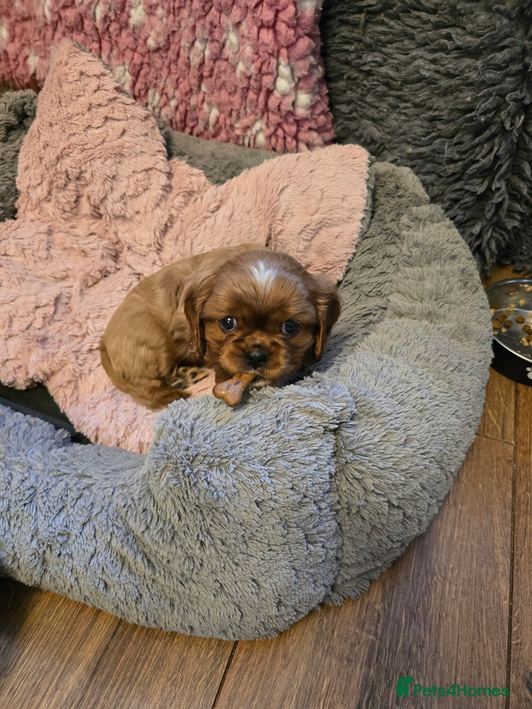 Cavalier King Charles Spaniel dogs for sale: Beautiful KC Registered. Health Tested Parents. - Advert 22