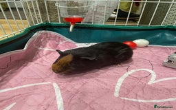 Guinea Pig rodents for sale: X2 Male Guinea Pigs  - Image 2