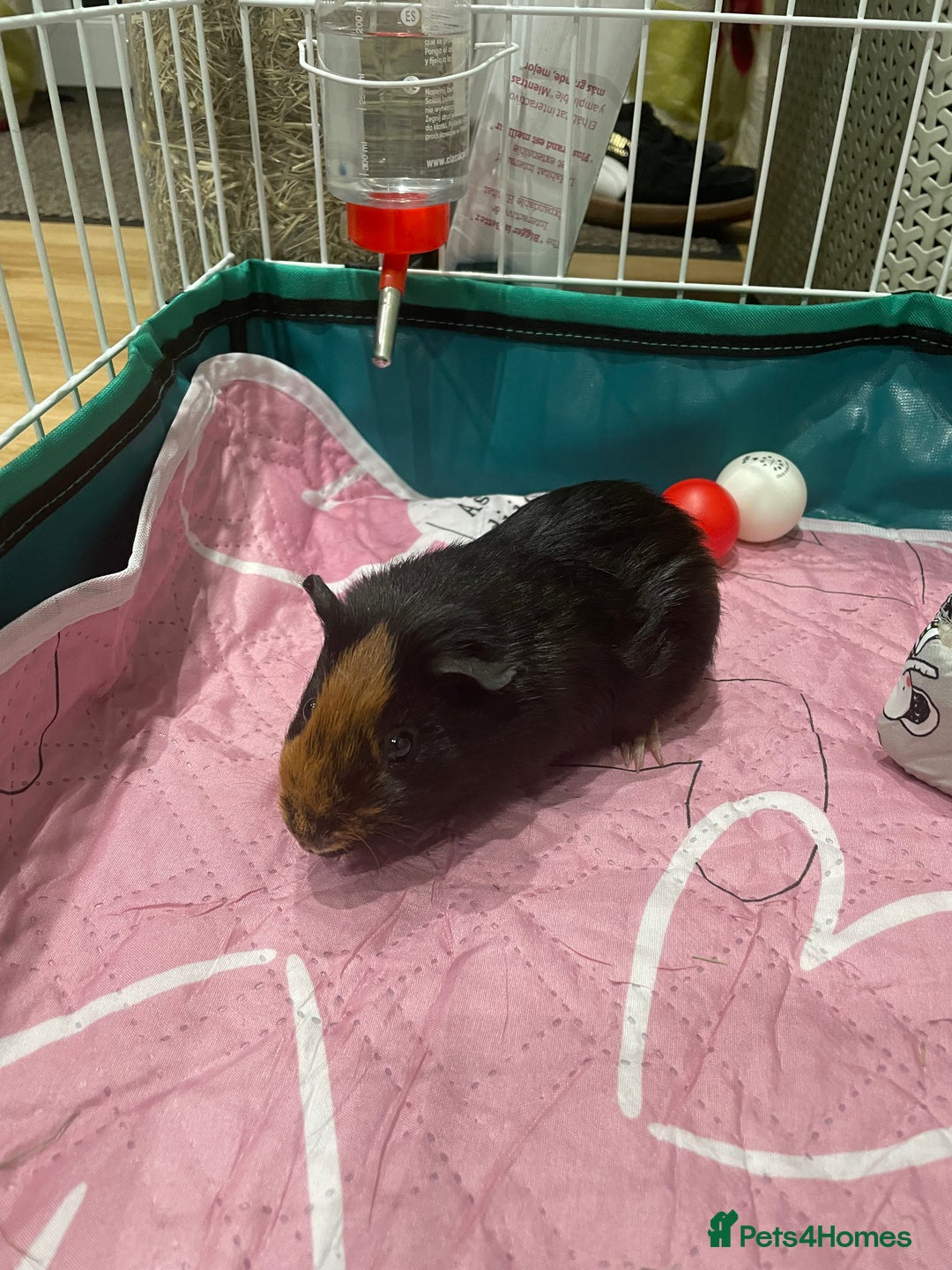 Guinea Pig rodents for sale: X2 Male Guinea Pigs  - Image 2
