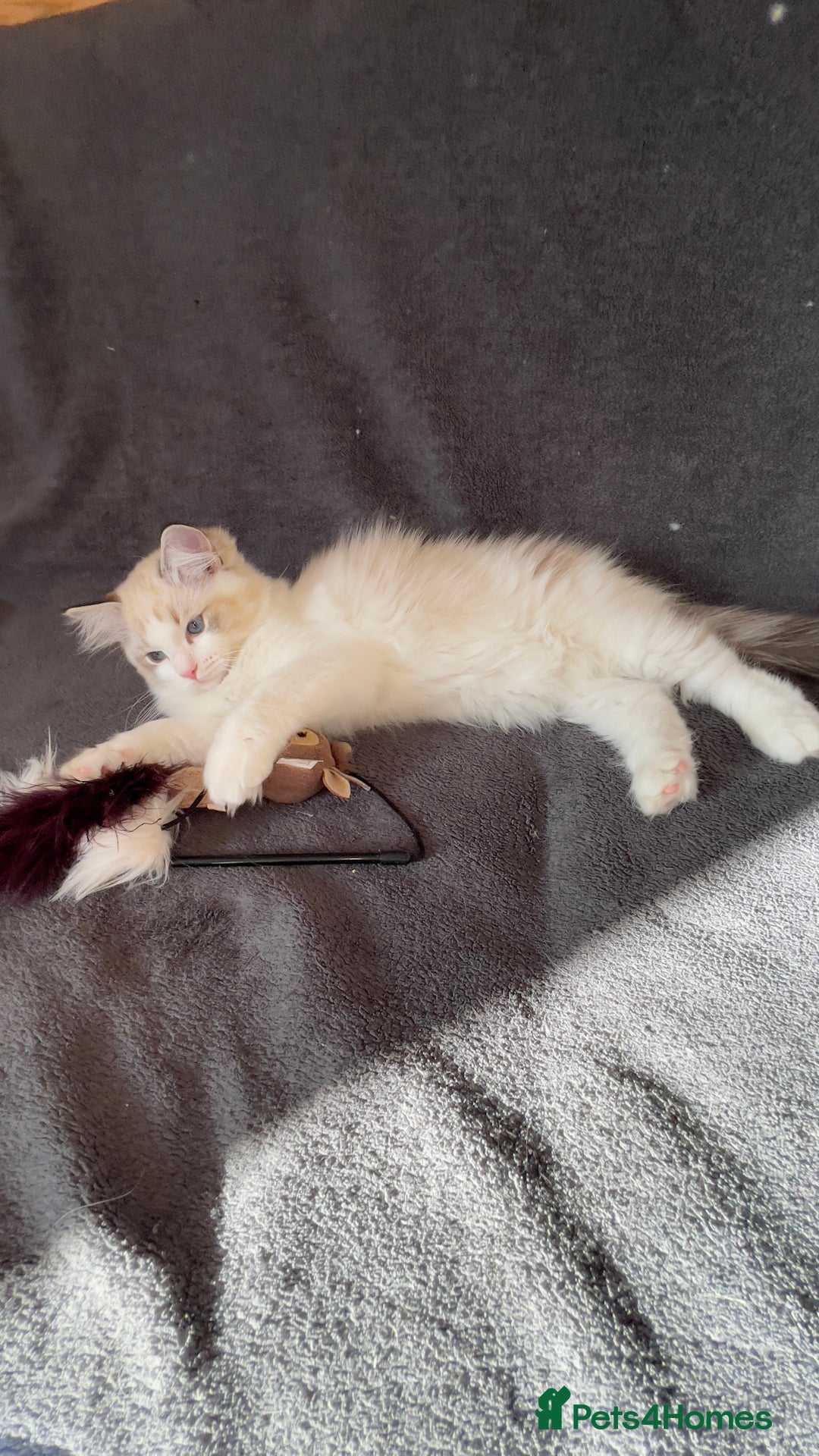 Ragdoll cats for sale: 🌟 Stunning TICA Ragdoll Kittens – Ready Now! - Advert 12