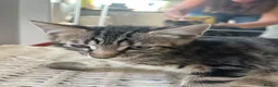 Mixed Breed cats for sale: Puuurfectly Adorable Kittens  - Advert 9