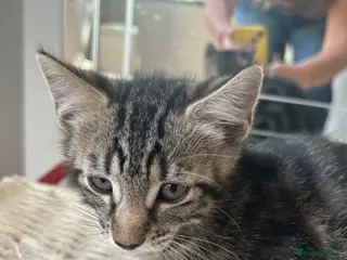 Mixed Breed cats Puuurfectly Adorable Kittens - Advert 1