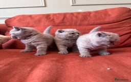 British Shorthair cats for sale: British shorthair kittens  - Image 2