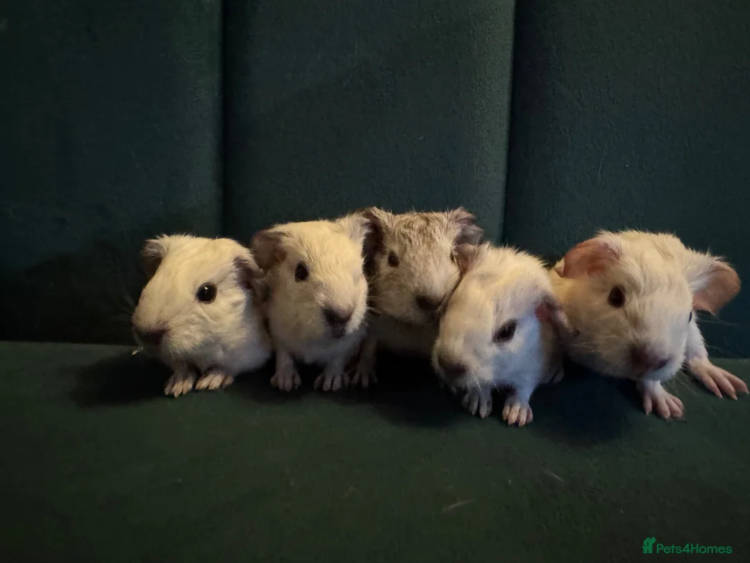 Guinea Pig rodents for sale: Baby guinea pigs mixed breeds  - Advert 2