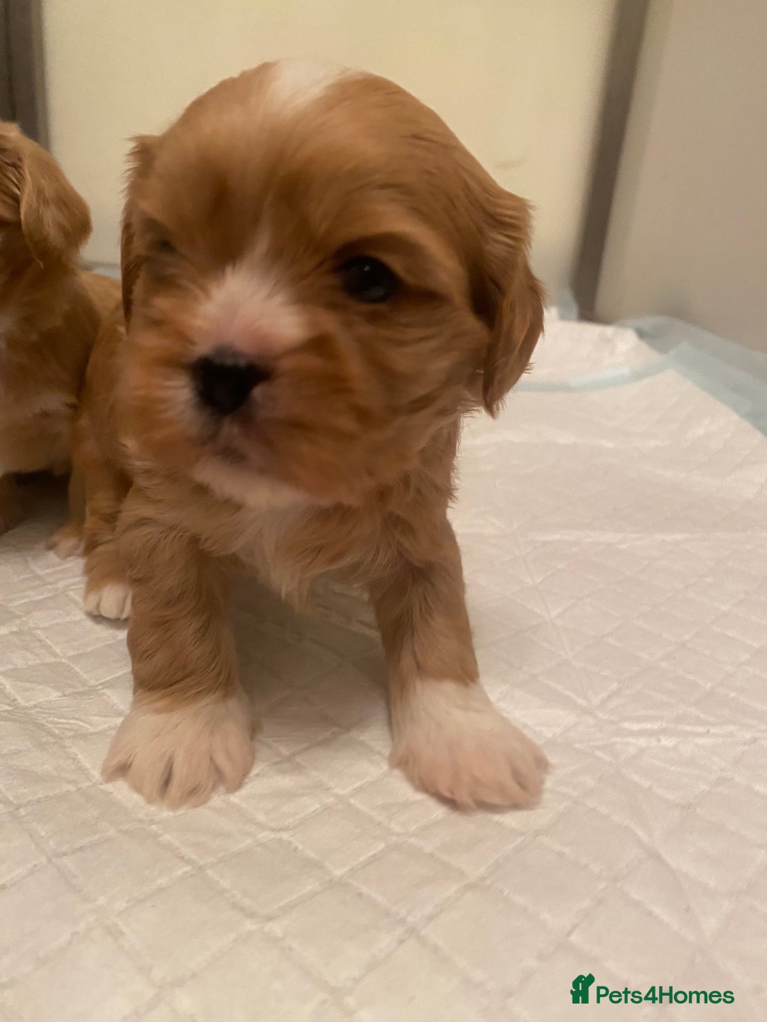 Cava Tzu dogs for sale: Absolutely amazing bundle of cuteness cava - shih - Advert 5