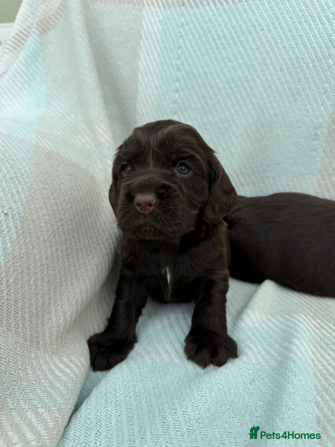 Cocker Spaniel dogs for sale: Cocker spaniel puppies health tested  - Advert 2