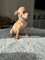 Italian Greyhound dogs - Advert 2