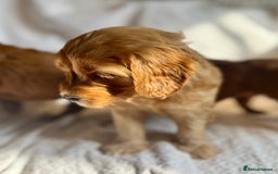 Double Doodle dogs for sale: Goldendoodle Turquoise Girl - Miniature GOLDENDOODLE puppies - Image 4