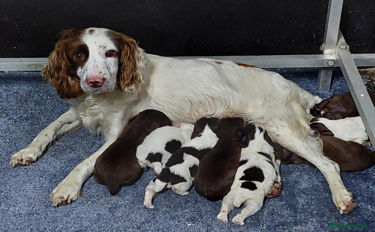 Sprocker dogs - Advert 1