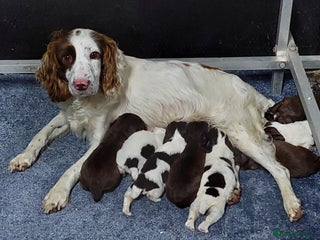 Sprocker dogs - Advert 12