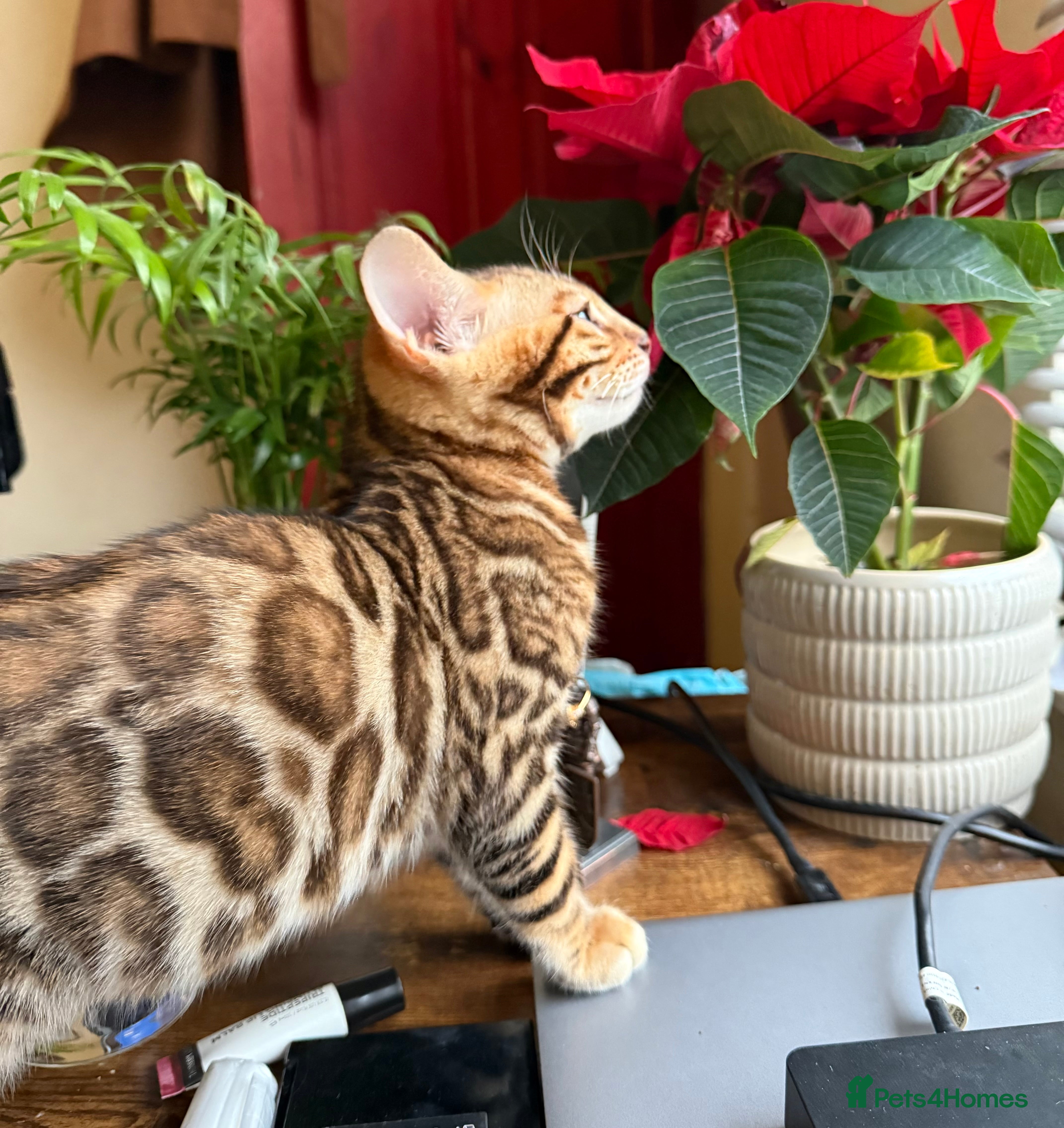 Bengal cats Bengal kittens  - Advert 6