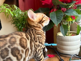 Bengal cats Bengal kittens - Advert 2