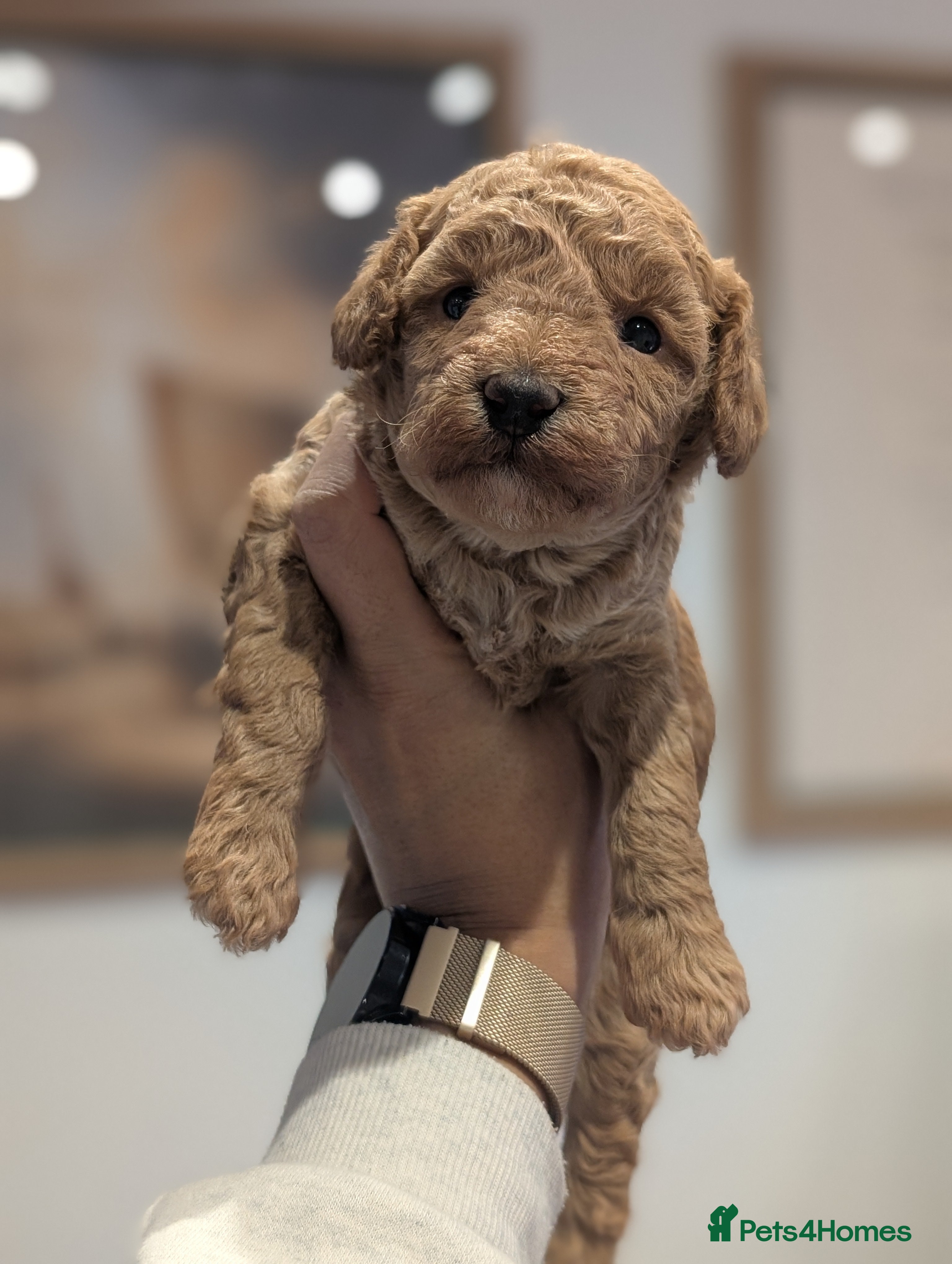 Cockapoo dogs Miniature Cockapoo Puppies  - Advert 1