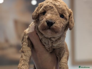 Cockapoo dogs Miniature Cockapoo Puppies - Advert 1