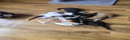 Mixed Breed cats for sale: 6 Kittens for Sale - £70 in London - Advert 8