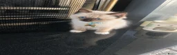 Birman cats for sale: Birman Kittens - Advert 2