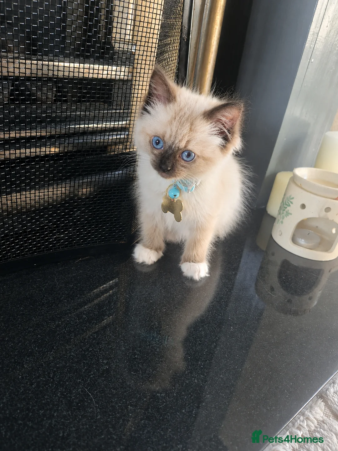 Birman cats for sale: Birman Kittens - Advert 2