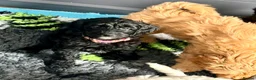 Cavapoo dogs for sale: Adorable F1b Cavapoo’s puppies ready now with 💉💉 - Advert 16