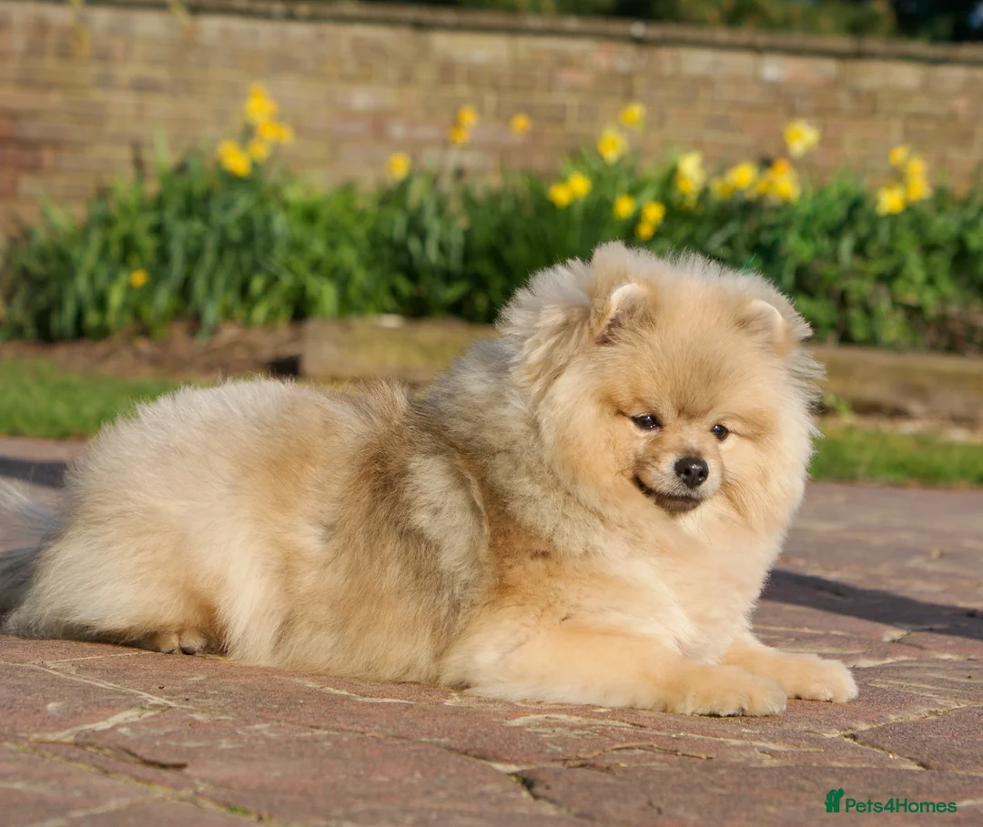 Pomeranian dogs for sale: Top Quality Pomeranian Puppy “Misty” 🐾 in Boston - Advert 2