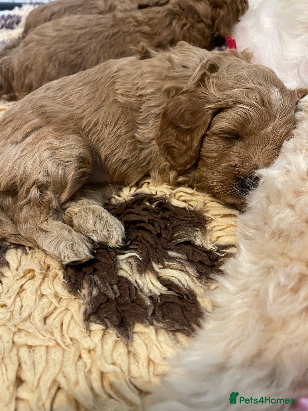 Cockapoo dogs for sale: Adorable cockapoo puppies for sale - Advert 6