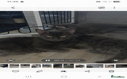 Maine Coon cats for sale: TICA REGISTERED STUNNING MAINE COON KITTENS  in Blackpool - Image 21