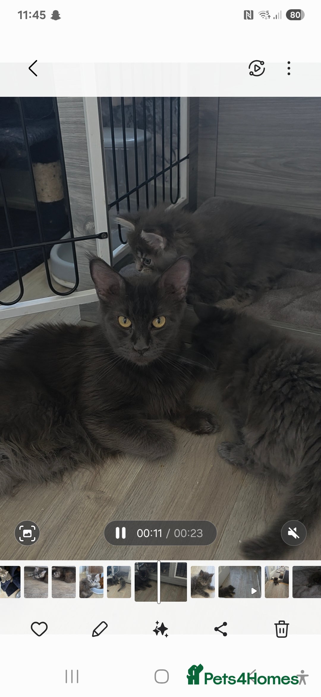 Maine Coon cats for sale: TICA REGISTERED STUNNING MAINE COON KITTENS  in Blackpool - Image 21