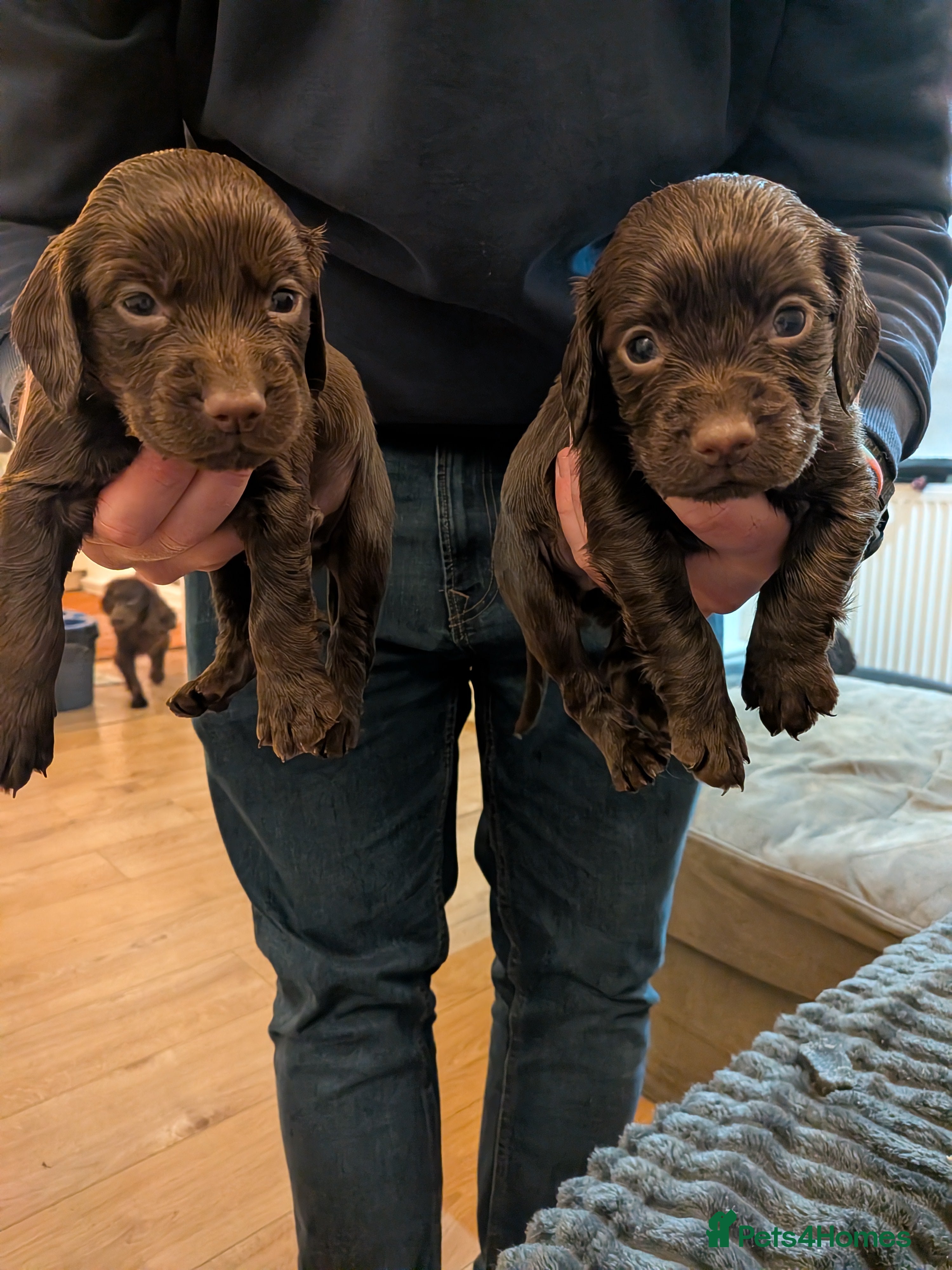 Cocker Spaniel dogs 1 LIVER MALE KC DNA CLEAR PUPS TO RESERVE - Advert 10