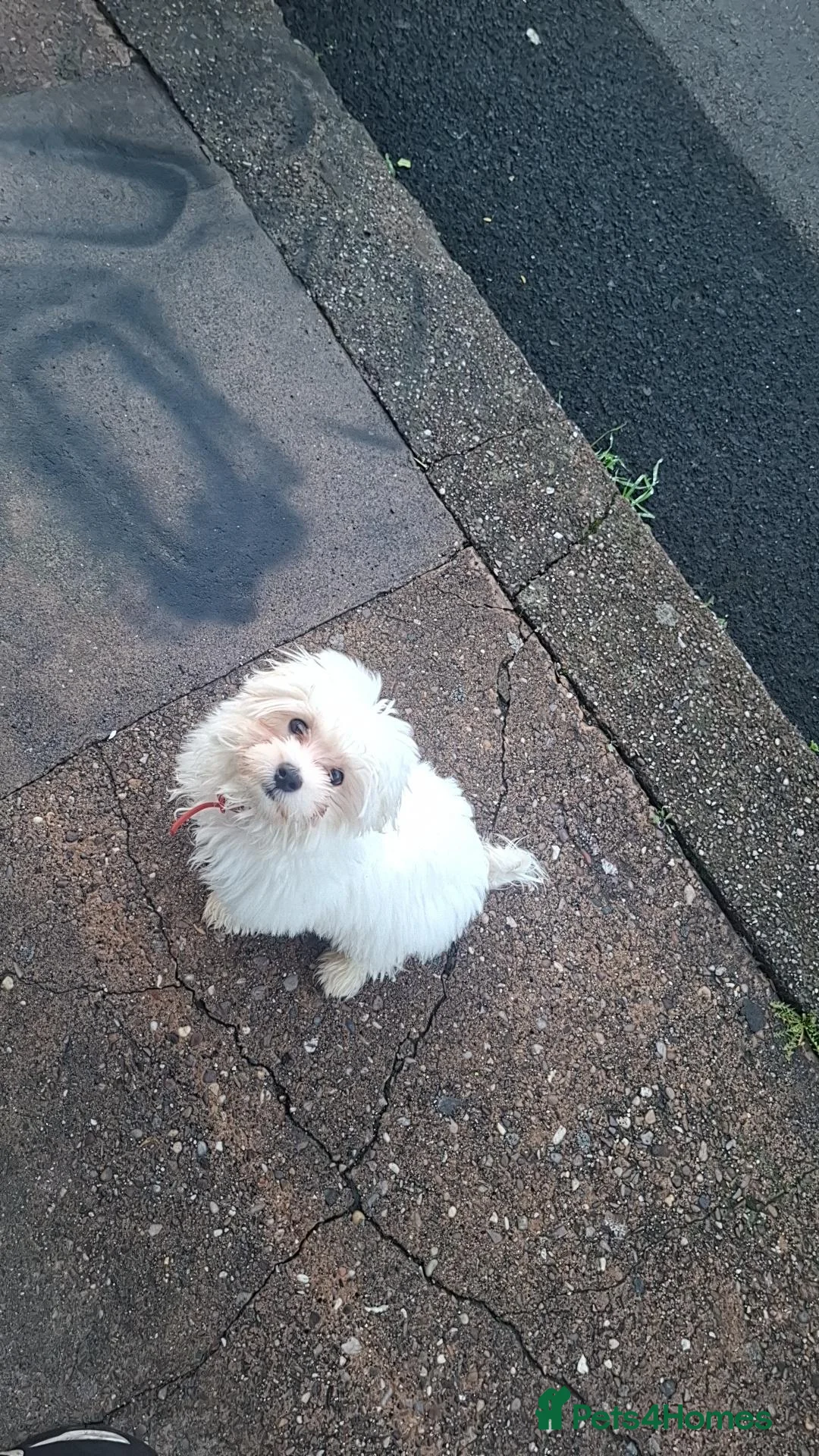 Bichon Frise dogs for sale: Bobby Bichon Frise  in Wolverhampton - Advert 2