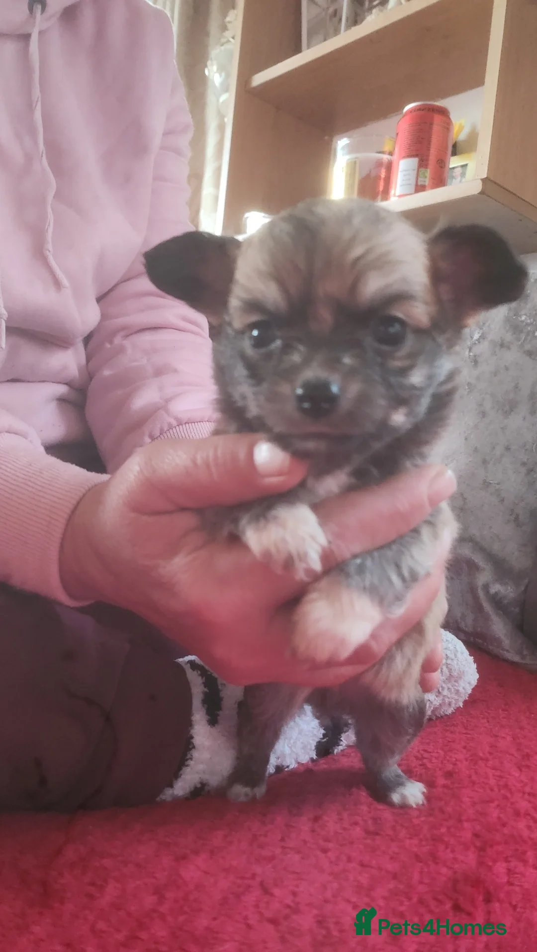 Mixed Breed dogs for sale: Looking for new laps  - Advert 5