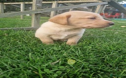Labrador Retriever dogs for sale: Labrador puppies looking for 5* homes - Image 21