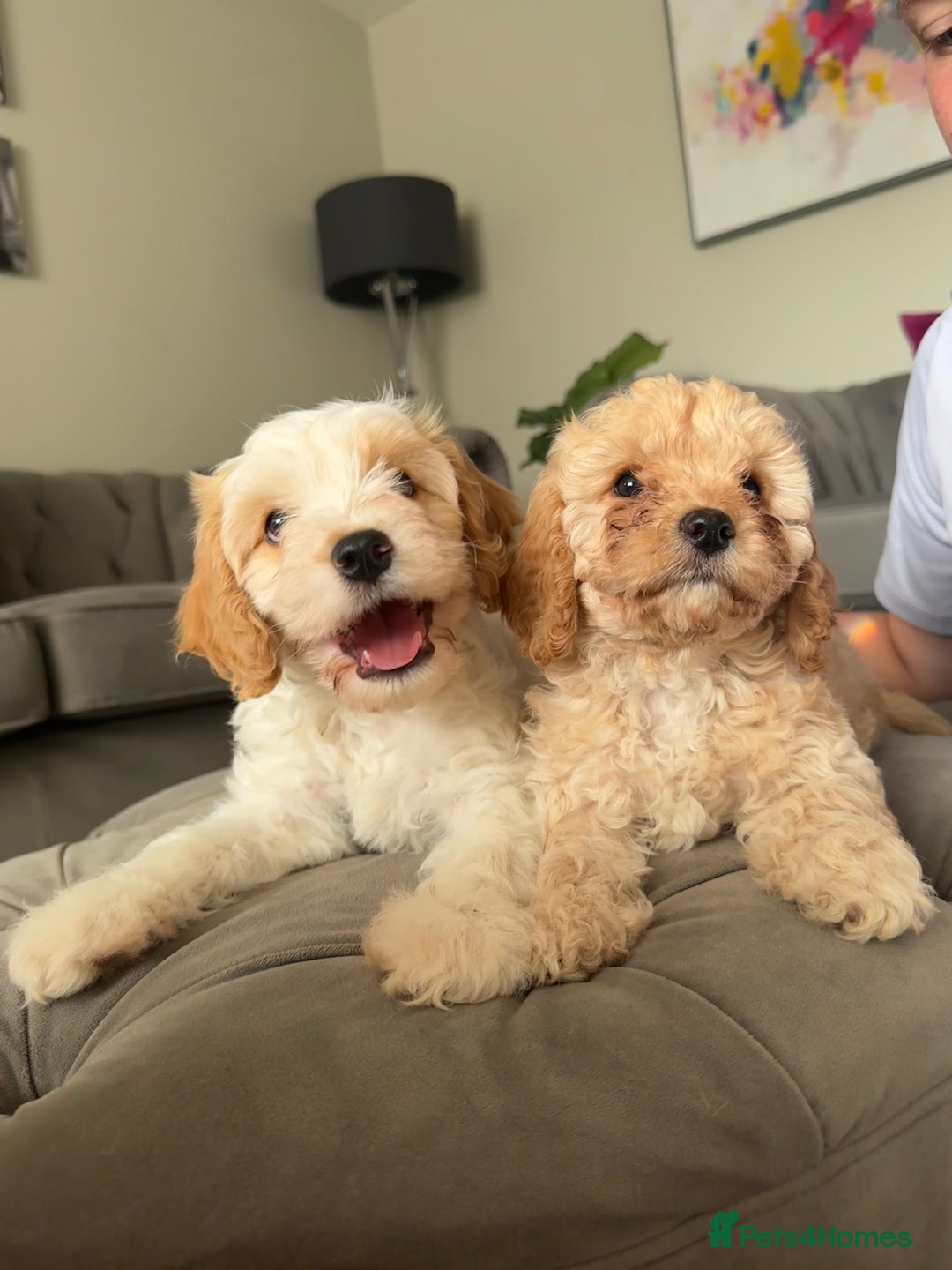 Cavapoo dogs for sale: Cavapoo puppies ready in 1 week! 2 girls left! in Brierley Hill - Image 1