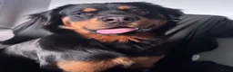 Bernese Mountain Dog dogs for stud: Rottweiler 3/4 and 1/4 Bernese  - Advert 3