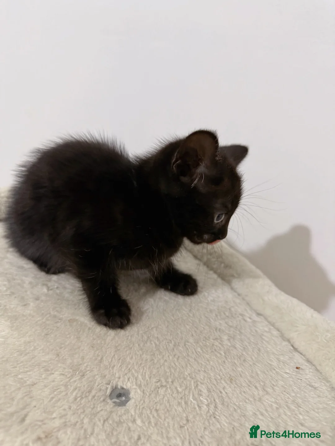Mixed Breed cats for sale: Rome, full black male kitten - Advert 2