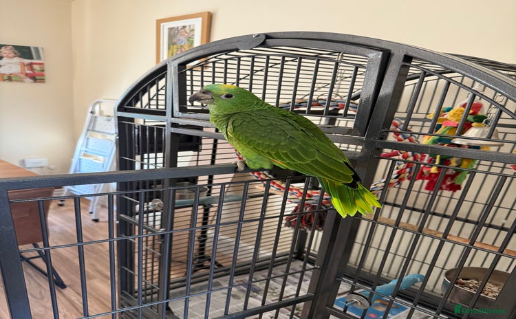 Parrots birds - Advert 1