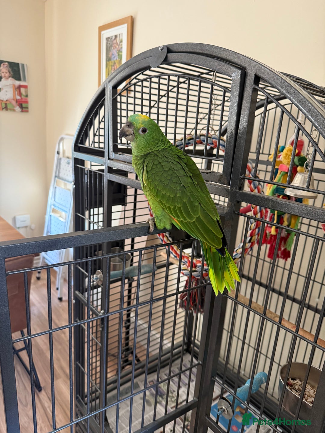 Parrots birds for sale: Amazon Parrot - Image 1