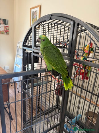 Parrots birds - Advert 1