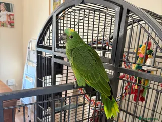 Parrots birds Amazon Parrot - Advert 1