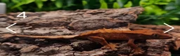 Gecko reptiles for sale: Juvenile Crested Geckos with full Lineage - Advert 13